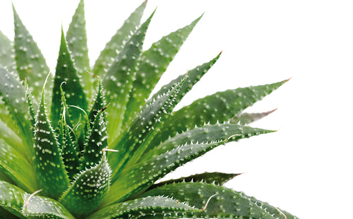 Aloe vera, partenaire beauté