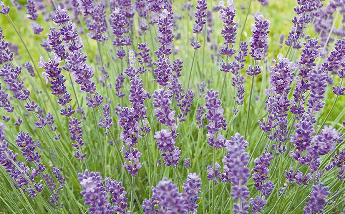 Lavande : la beauté au naturel