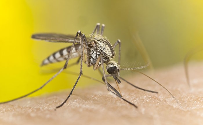 Faites éloigner les moustiques de manière écologique