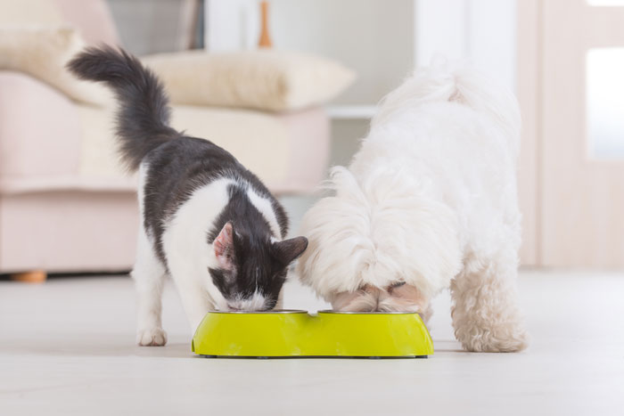 Gourmande et bienfaisante, découvrez une alimentation bio pour chats et chiens grâce à la NORMANDISE