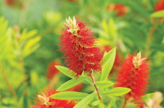 Australian Bush Flower Essences : le meilleur des fleurs du bush australien pour la santé et la beauté de votre peau