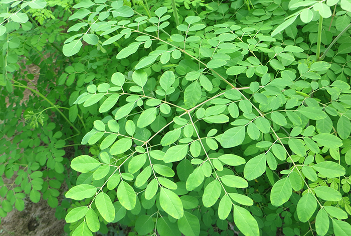 Moringa : une surprenante plante aux vertus multiples