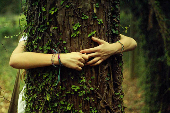 Sylvothérapie : les arbres nous veulent du bien