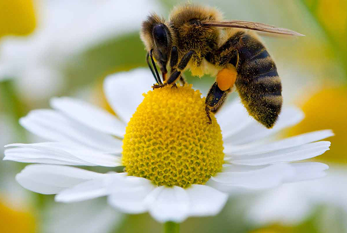 Pourquoi les abeilles disparaissent ?